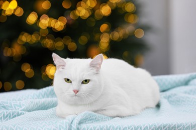 Photo of Christmas atmosphere. Cute cat lying on light blue blanket