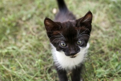 Photo of Cute fluffy cat walking at backyard outdoors, closeup