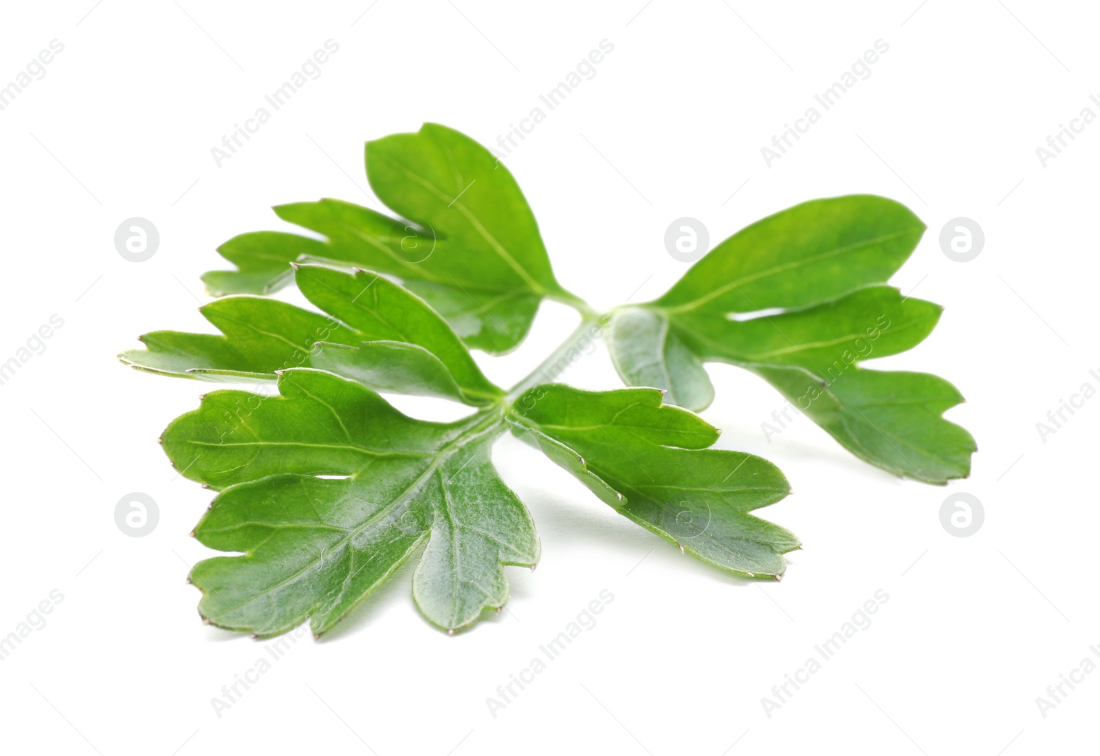 Photo of Fresh green parsley on white background