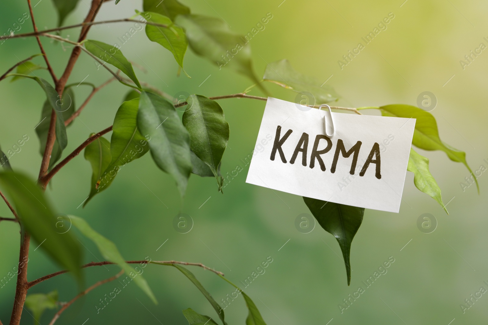 Photo of Sheet of paper with word Karma on branch against blurred background