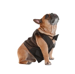 Photo of Funny French bulldog in elegant vest on white background