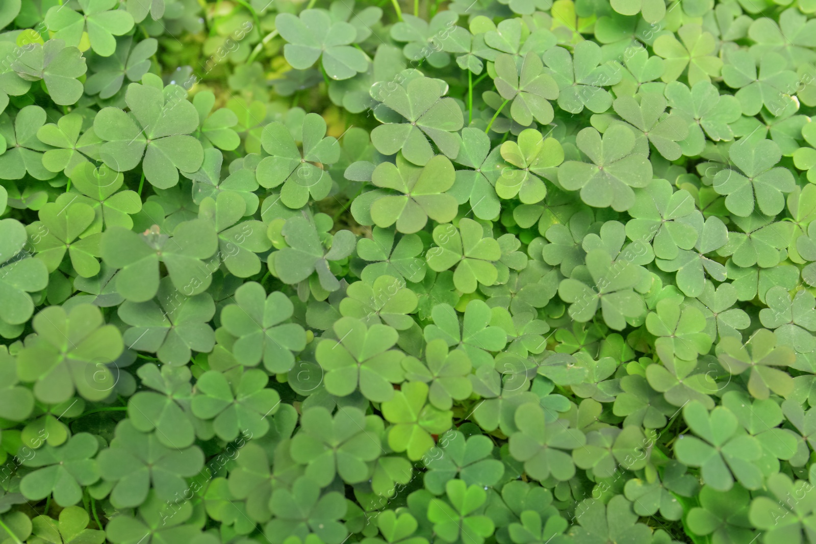 Photo of Top view of beautiful green clover leaves