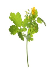 Photo of Celandine with yellow flower and green leaves isolated on white