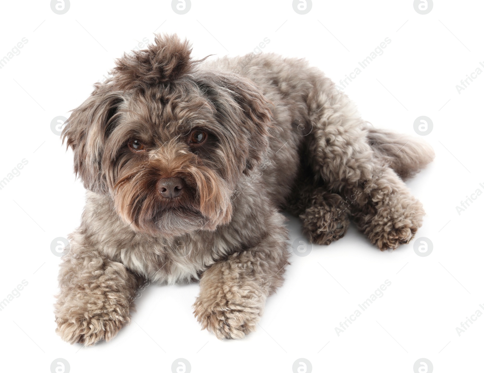 Photo of Cute Maltipoo dog lying on white background, above view. Lovely pet