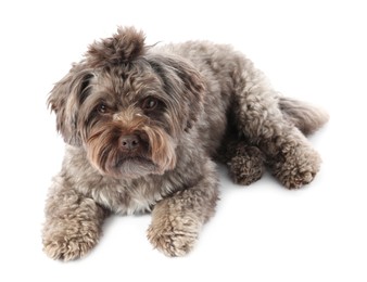 Cute Maltipoo dog lying on white background, above view. Lovely pet