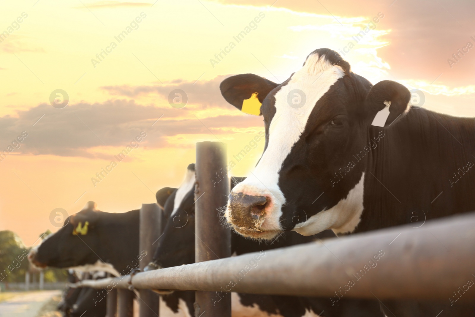 Photo of Pretty cow near fence on farm, closeup. Animal husbandry