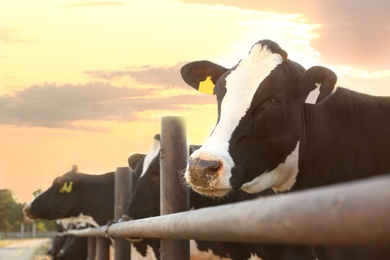 Photo of Pretty cow near fence on farm, closeup. Animal husbandry