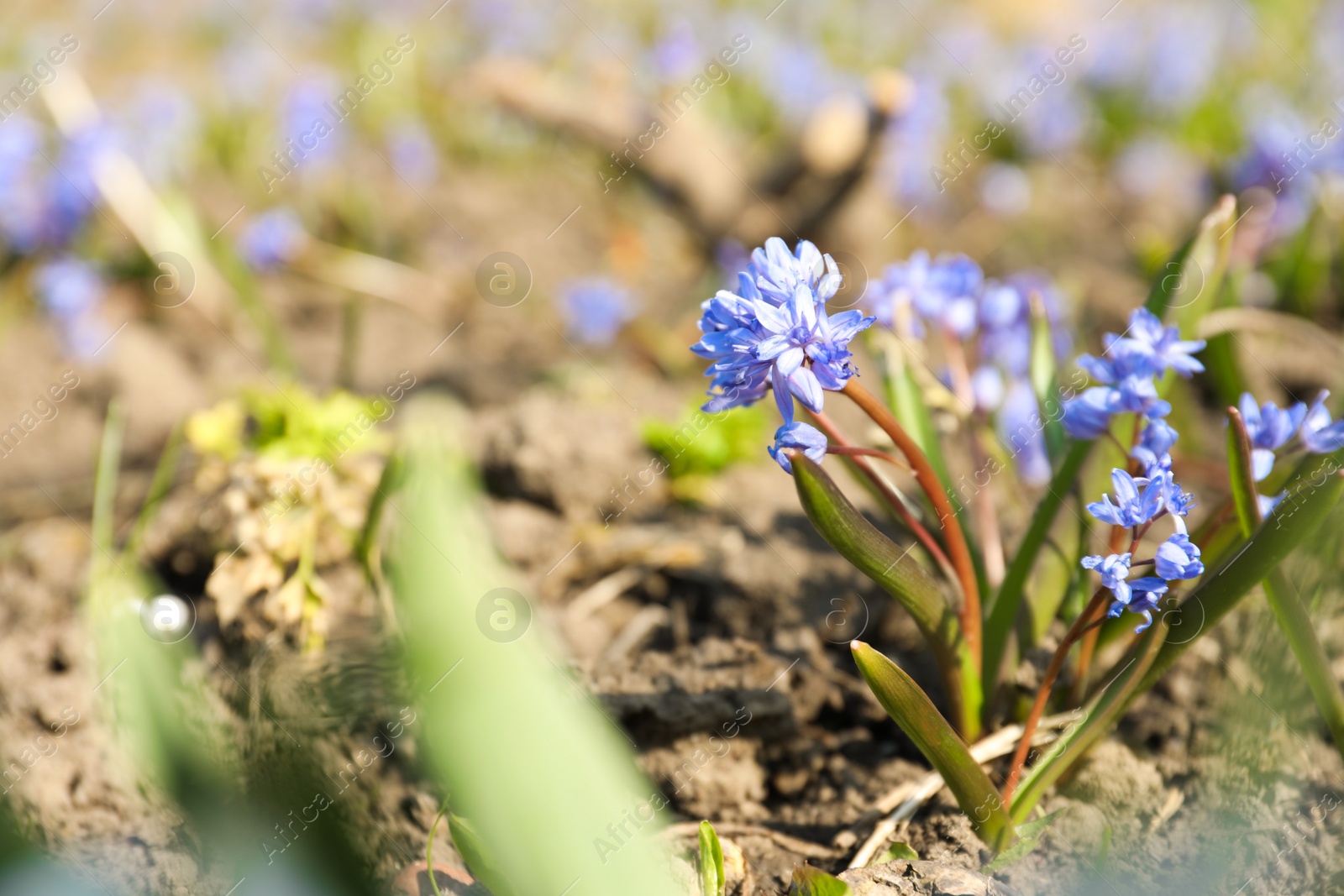 Photo of Beautiful Siberian squill flowers growing in garden