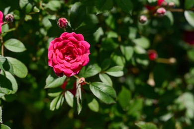 Photo of Bush with beautiful blooming pink rose in garden on sunny day. Space for text