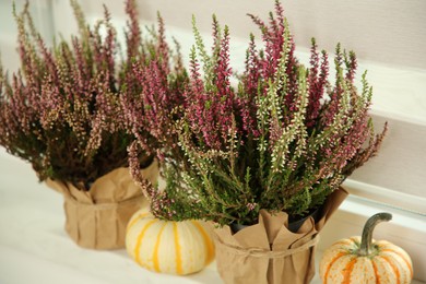 Photo of Beautiful heather flowers in pots and pumpkins on windowsill indoors, closeup
