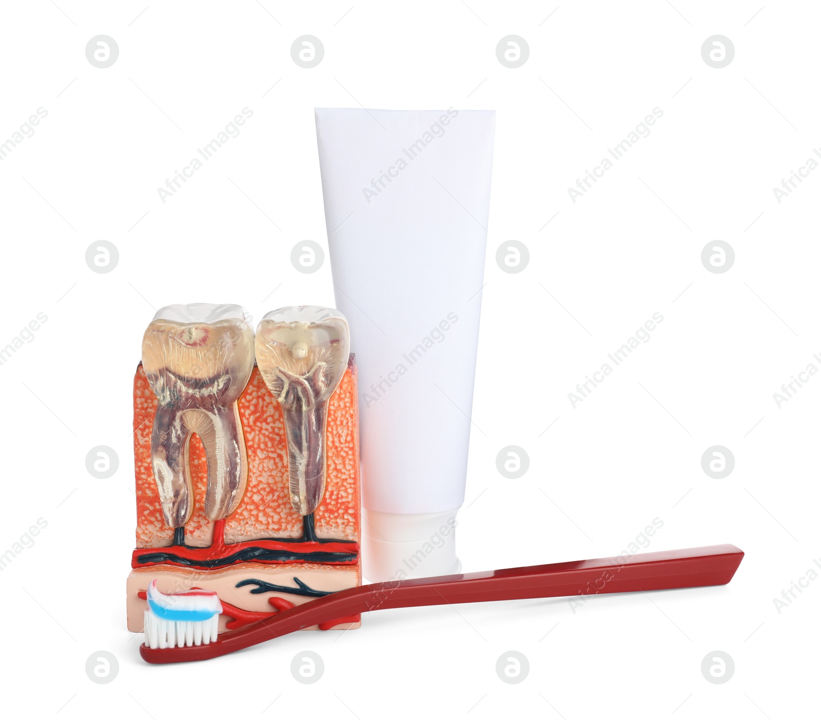 Photo of Educational model of jaw section with teeth, paste and brush on white background