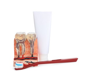 Photo of Educational model of jaw section with teeth, paste and brush on white background