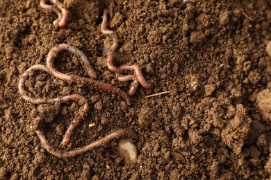 Photo of Many earthworms on wet soil, top view. Space for text