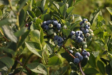 Photo of Bush of wild blueberry with berries growing outdoors