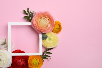 Frame and beautiful ranunculus flowers on pink background, flat lay. Space for text