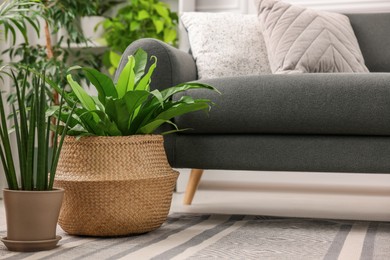 Photo of Different beautiful potted houseplants and comfortable sofa in room. Interior design