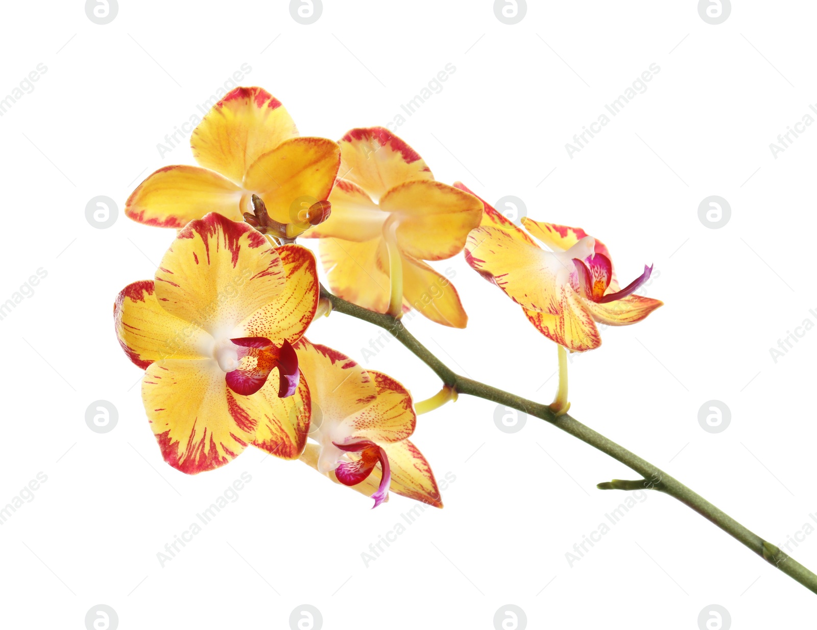 Photo of Branch with beautiful tropical orchid flowers on white background