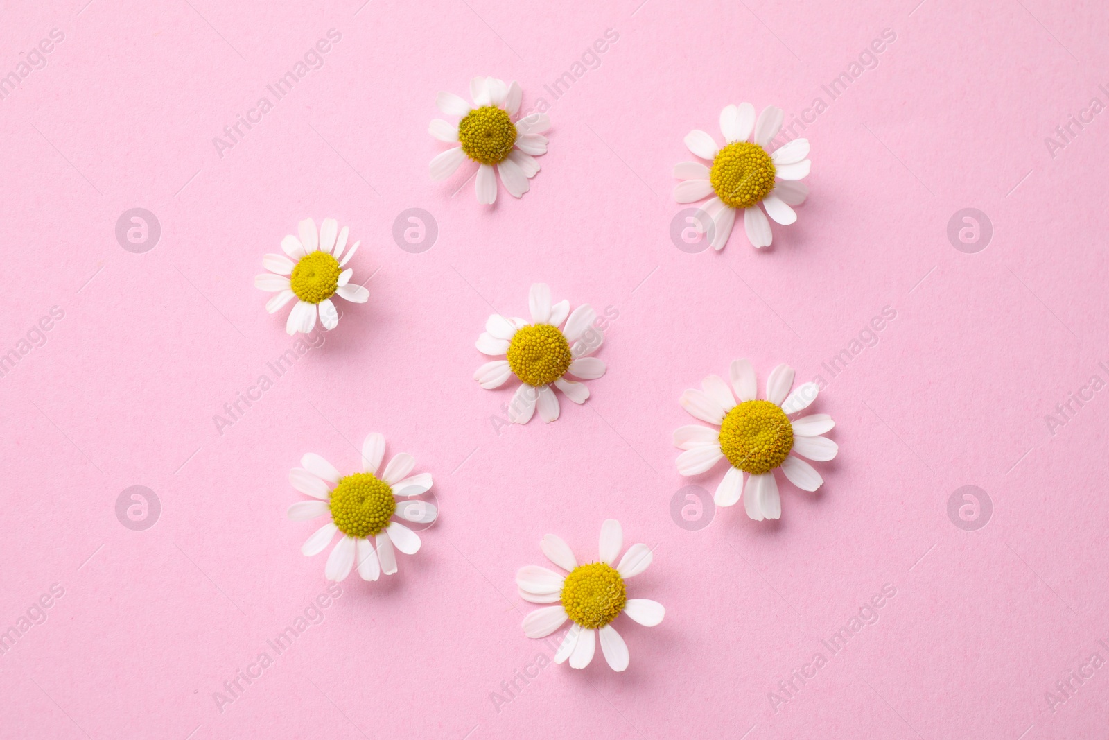 Photo of Beautiful composition with chamomile flowers on pink background, flat lay