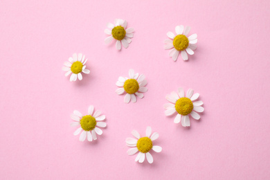 Photo of Beautiful composition with chamomile flowers on pink background, flat lay