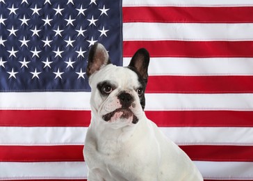 Image of Adorable dog against national flag of United States of America