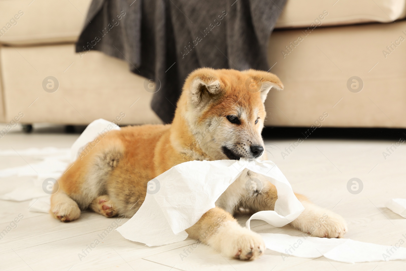 Photo of Cute akita inu puppy playing with toilet paper indoors