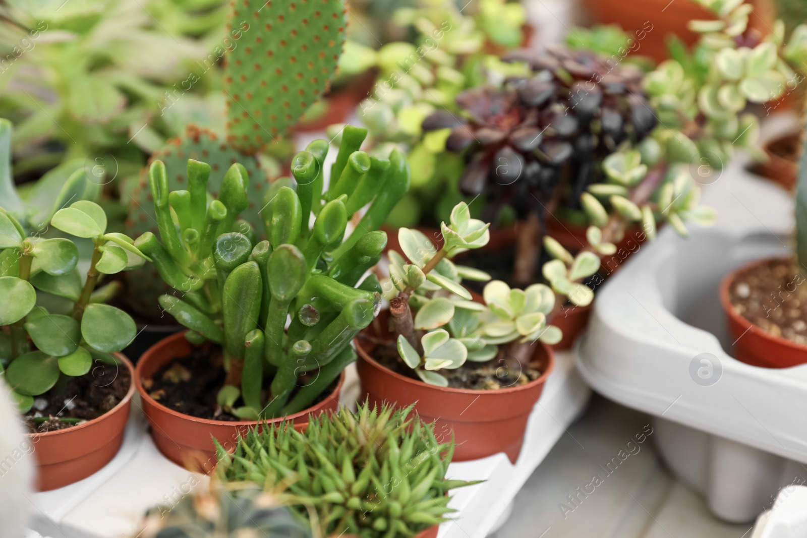 Photo of Many different succulent plants on table, closeup