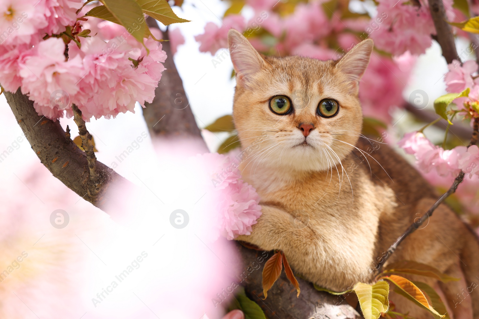 Photo of Cute cat on spring tree branch with beautiful blossoms outdoors