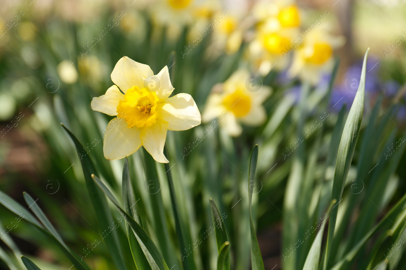 Photo of Beautiful yellow daffodil outdoors on spring day, closeup