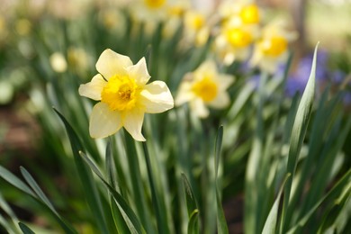 Photo of Beautiful yellow daffodil outdoors on spring day, closeup