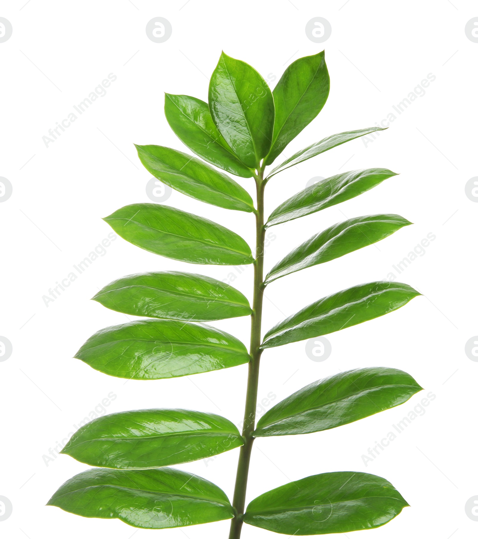 Photo of Tropical Zamioculcas leaves isolated on white