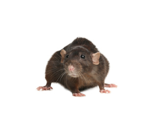 Photo of Little brown rat on white background. Pest control