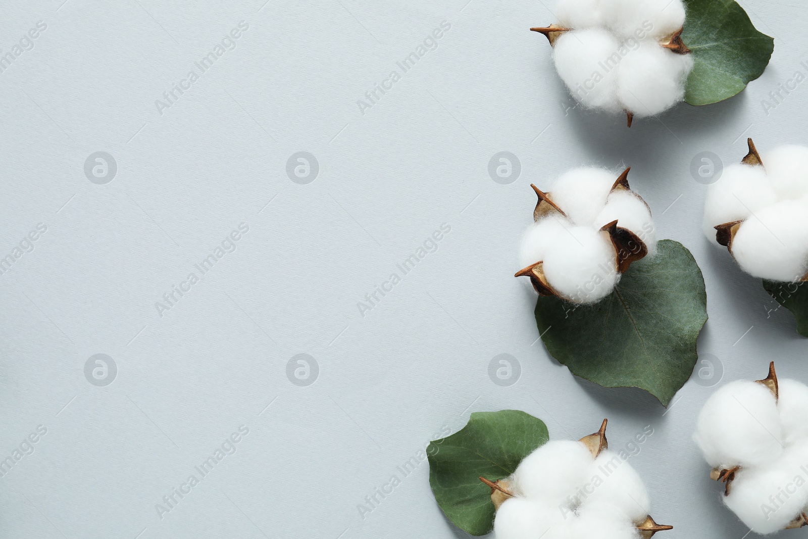 Photo of Cotton flowers and eucalyptus leaves on light grey background, flat lay. Space for text