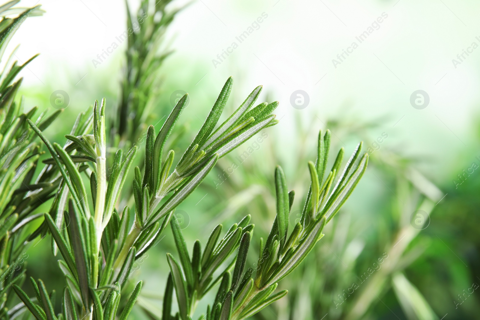 Photo of Branches of fresh rosemary on blurred green background, space for text