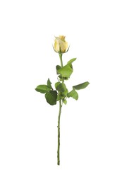 Photo of Beautiful fresh yellow rose isolated on white