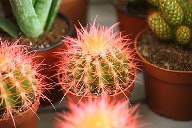 Pots with beautiful cacti, closeup. Tropical flowers