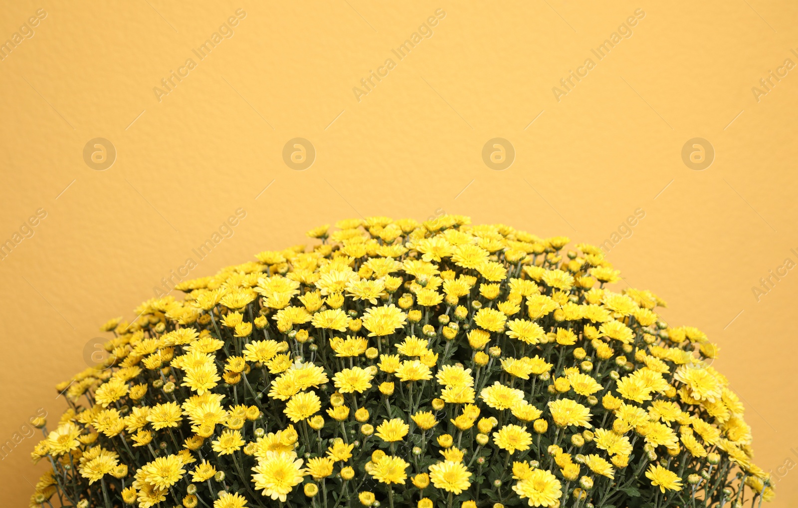 Photo of Beautiful fresh chrysanthemum flowers on yellow background