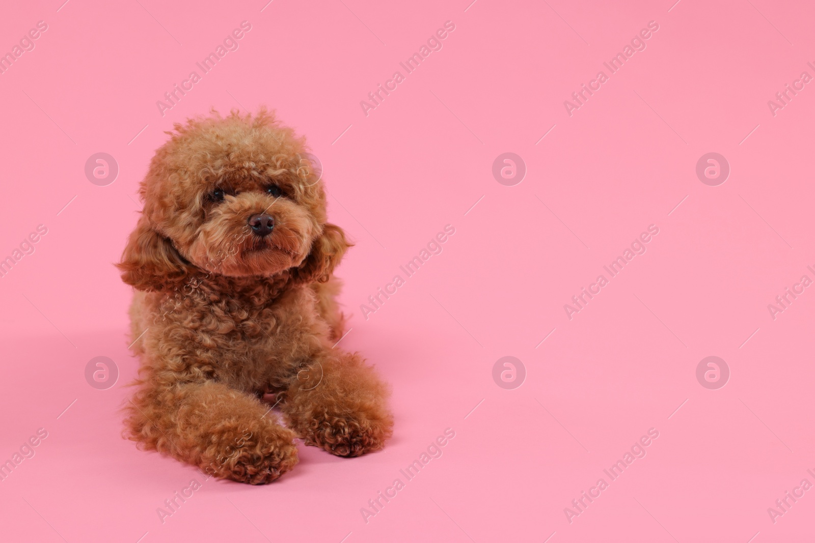 Photo of Cute Maltipoo dog on pink background, space for text. Lovely pet