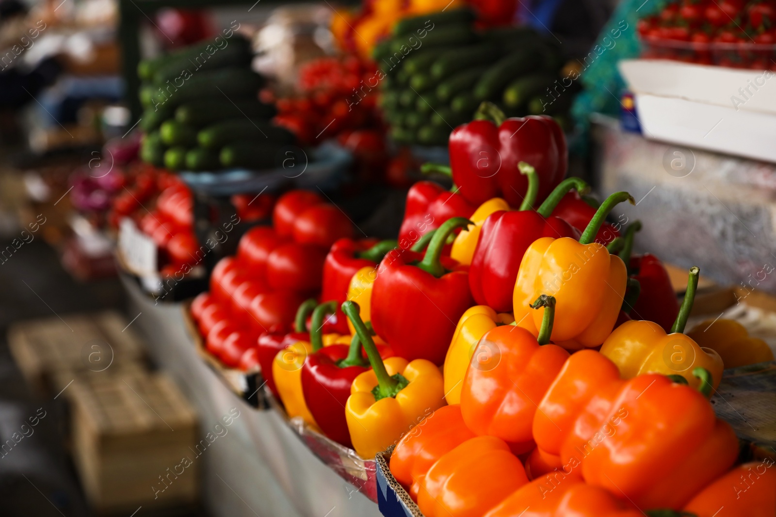 Photo of Fresh ripe vegetables on counter at wholesale market