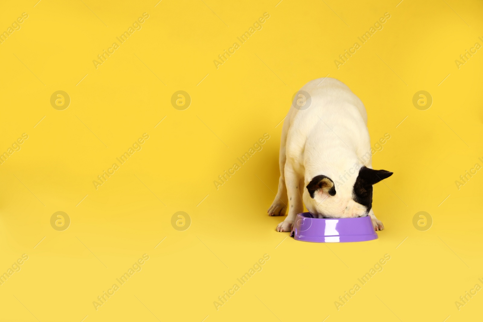 Photo of French bulldog eating food from bowl on yellow background. Space for text