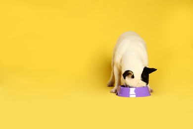 French bulldog eating food from bowl on yellow background. Space for text