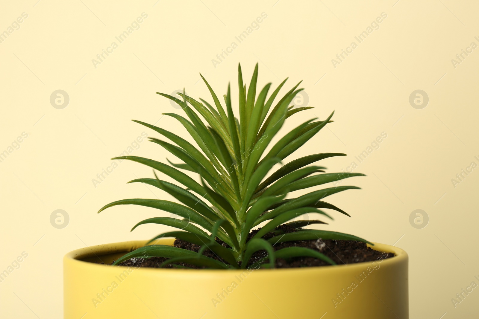 Photo of Beautiful echeveria plant in tin can on yellow background, closeup