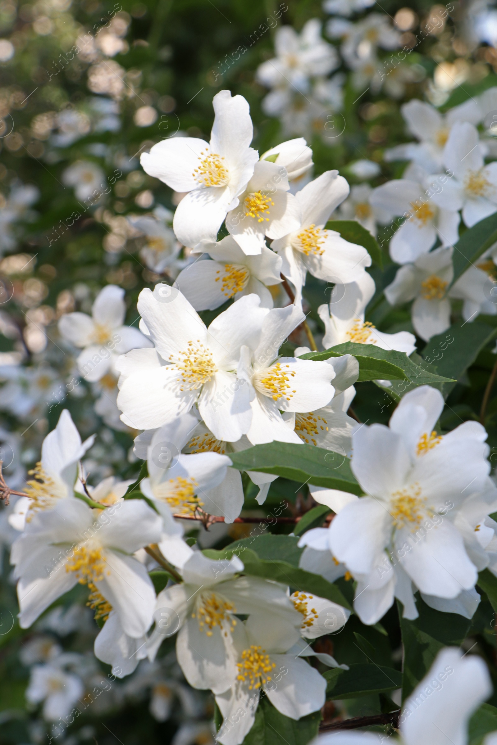 Photo of Closeup view of beautiful blooming white jasmine shrub outdoors