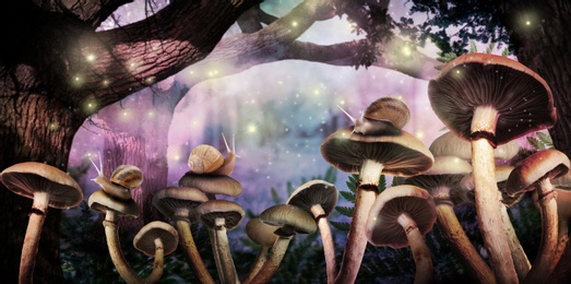 Image of Fantasy world. Mushrooms with snails and magic lights in enchanted forest, banner design 