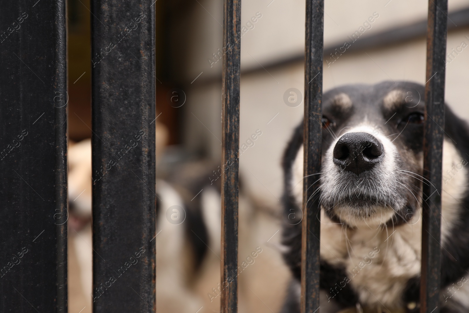 Photo of Homeless dogs in cage at animal shelter outdoors. Concept of volunteering