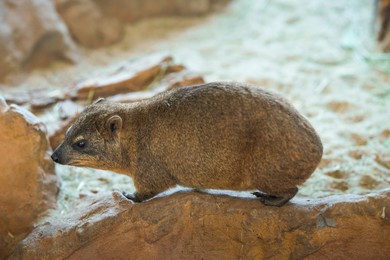 Photo of Cute rock hyrax in zoo on sunny day