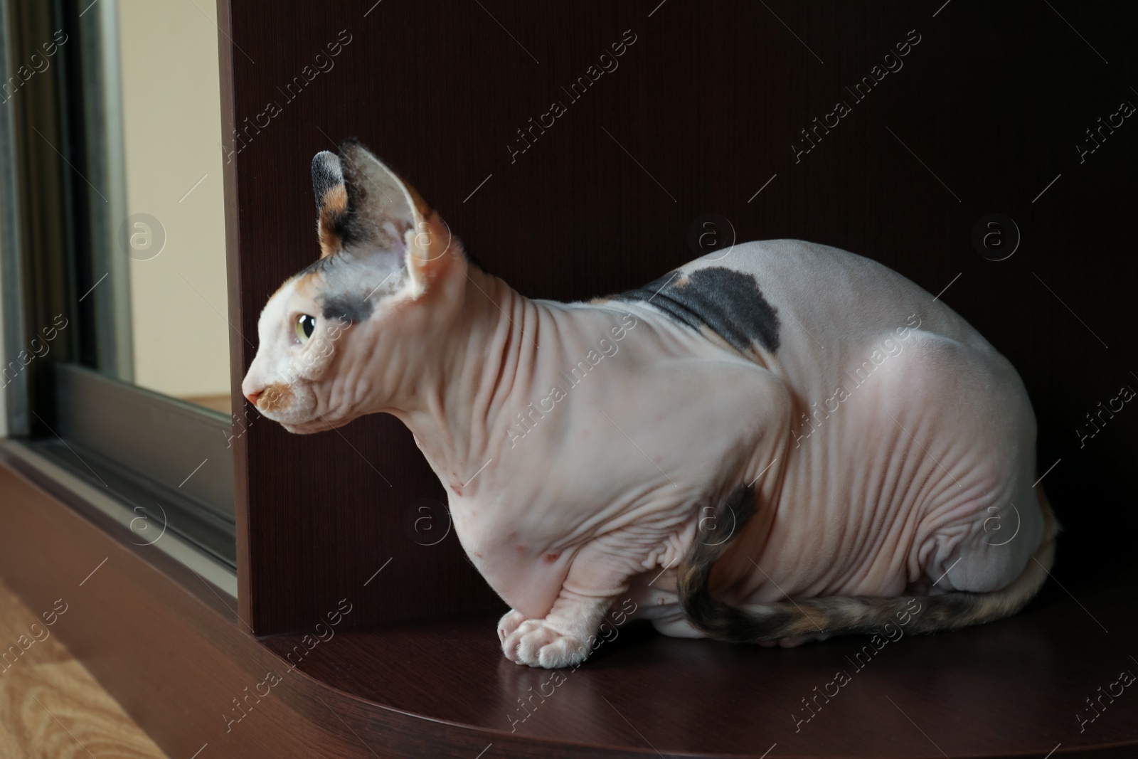 Photo of Calico Sphynx cat relaxing at home. Cute pet