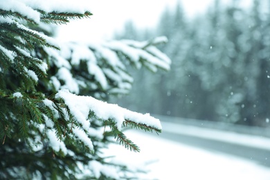 Closeup view of fir tree covered with snow outdoors on winter day. Space for text