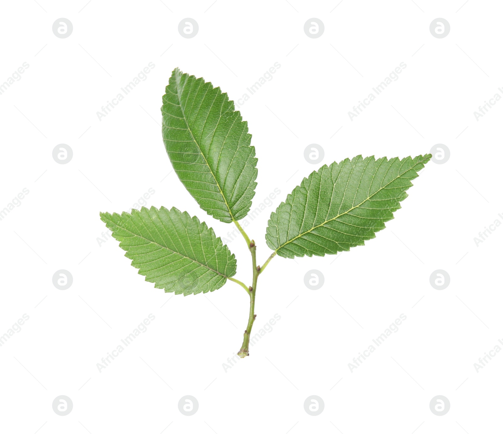 Photo of Branch of elm tree with young fresh green leaves isolated on white. Spring season