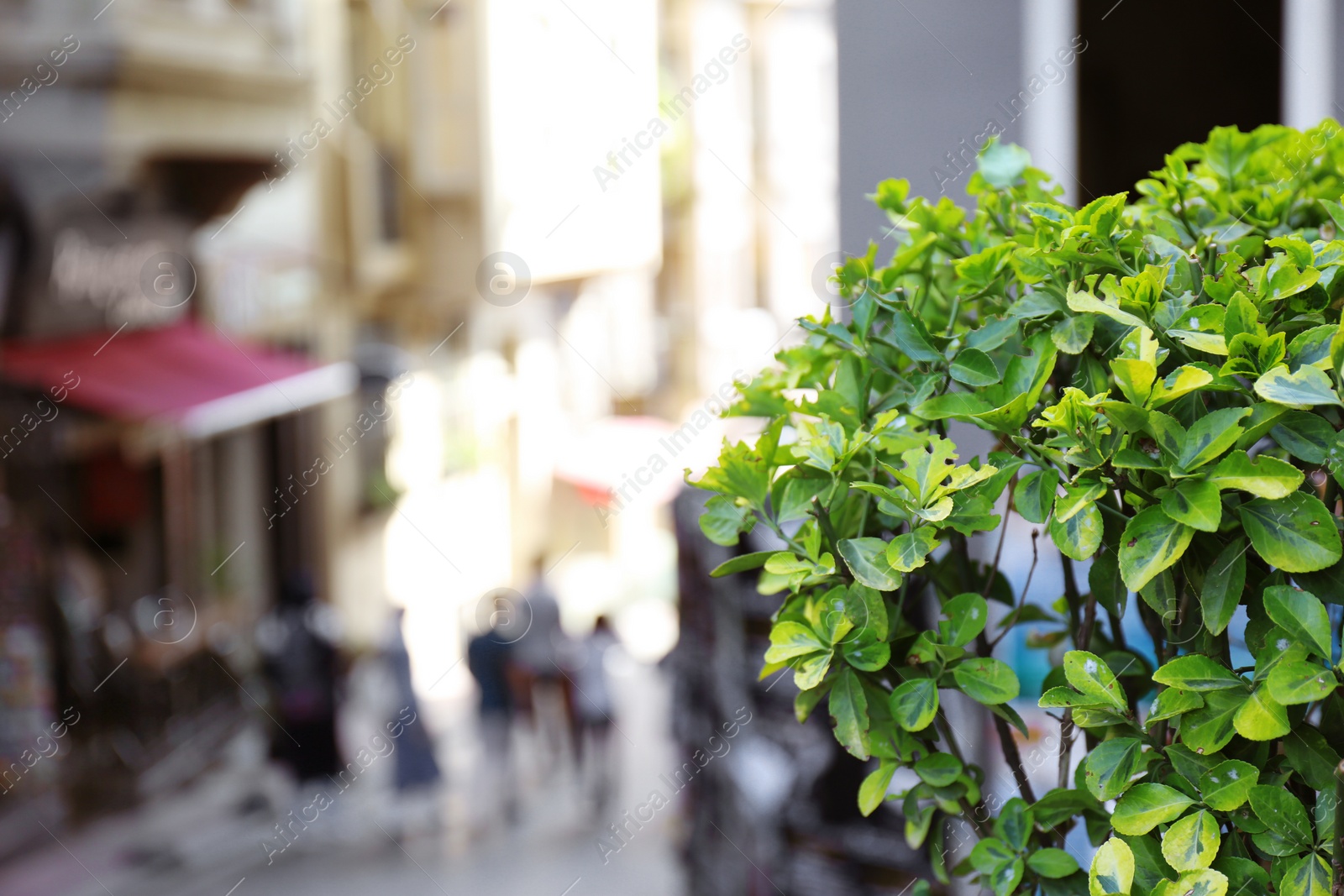 Photo of Plant with green leaves on city street