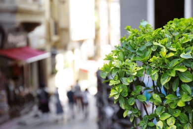 Plant with green leaves on city street